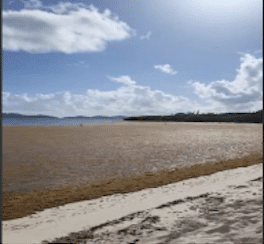 Sargassum Forces Temporary Swimming Ban at Lindqvist Beach
